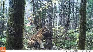 Wild Siberian Tiger in Russian Far East