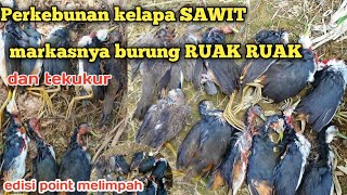 PANEN RUAK RUAK DIKEBUN SAWIT‼️