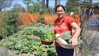 NÃO ESTAMOS DANDO CONTA, É MUITA FARTURA🙏/VAMOS DISTRIBUIR