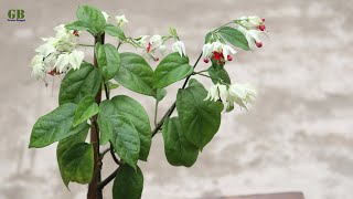 Bleeding Heart Propagation From Cuttings (With Update)