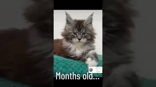 Watch my cat grown up... #cat #cute #short #shorts #shortsfeed #happy #kitten #viral #viralshorts