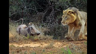 Wow, warthog accelerates faster than the lion.