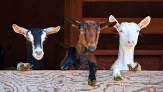 The Best Milk Goat Breeds For Your Homestead