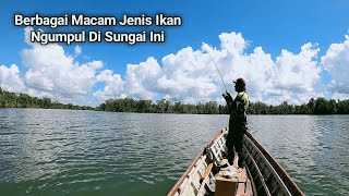 BERBAGAI MACAM JENIS IKAN KAKAP BERHASIL KAMI DAPATKAN DI SUNGAI  INI || MANCING - TROLLING