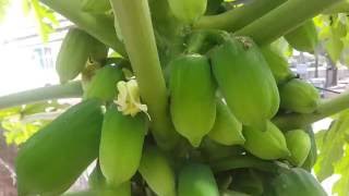 Beautiful Papaya Tree with Green Papaya and Papaya Flower