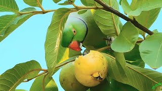 Amazing Video of Ringneck Parrot Eating Guava On Tree