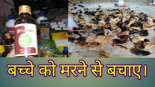 बच्चे को मरने से बचाए। early chick mortality kaise kam kare