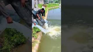 Stocking process of live fry breeding pond