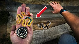 Finding Crazy Snakes Under Garbage in California!