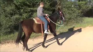 Gentle horse For Sale, Black Dust, Seasoned Gelding, Kid Safe