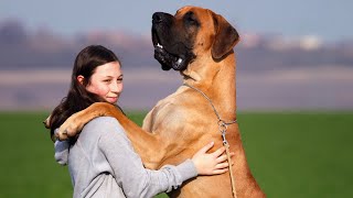 10 Largest Dogs in the World