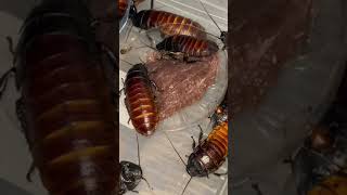 Cockroaches Eat Horsemeat #tiktok #shorts #animal #cockroaches #insect