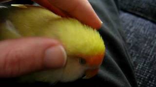 very relaxed little love bird PART 5