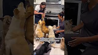 Girl rescues dogs and gives them the life they deserve #shortsvideo #animals #animalshorts #dog