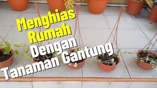 MENANAM SIRIH DI POT GANTUNG... | Airrizky Gardening