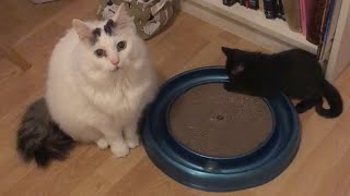 Cute Cat Fights Kitten