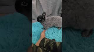 Happy Bunny w/Crazy zoomies & binkies (Midnight the Netherland Dwarf) #happyrabbit