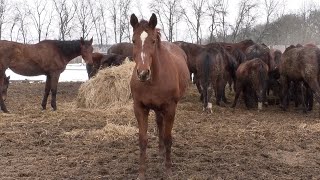 На Харківщині поліцейські взяли шефство над конюшнею та допомагають вижити 28 тваринам