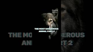 THE MOST DANGEROUS ANIMAL PART 2 #animal #dangerous