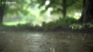 30 minnute of GENTLE RAIN, Rain Sound to Sleep, Beat Insomnia, Stress Relief, Relax, Study