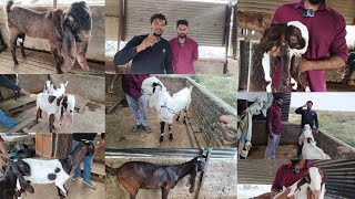 HYDERABADI GOAT'S🐐TOP QUALITY