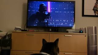 My Cat Watches The Empire Strikes Back