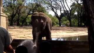 Argentina, Elefante no Zoo Buenos Aires - Oct 16, 2014