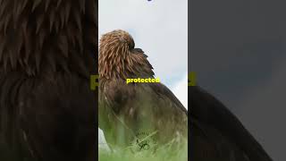 The mysterious life of eagles #eagles #mystery #wildlife #animals #animalshorts