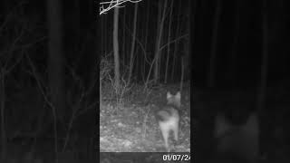 Coyote Chasing Deer Through The Woods #coyote #whitetaildeer #predatorhunting #virginia