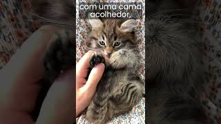 Dica pet : FILHOTE DE GATO MIANDO MUITO, O QUE FAZER