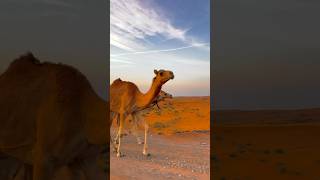 Camel Race 🐪 #viral #shortvideo #shortsfeed #camel #race #shortvideo #dubai #fyp #shorts