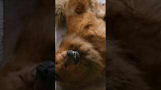 Leo sneezes #chowchow #pets #funnydogs #friendlydogs #cutedogs