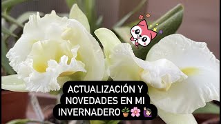 ✅ACTUALIZACIÓN Y NOVEDADES EN MI INVERNADERO (GREENHOUSE)‼️🪴🌸🙋🏻‍♀️