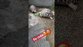 makan berdua biar romantis #tortoise #kuradarat #redfoot #kura #indianstar #indianarmy #makan