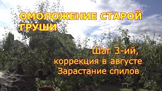 Омолаживающая обрезка старой груши. Шаг 3 й. Коррекция в августе. Зарастание спилов