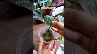 Propagated Monstera in Water & Repot - Monstera Dubia