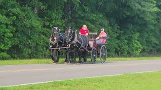 Registered Percheron Mares