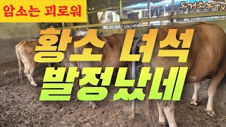 황소의 습격을 피하고 출산하라