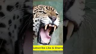 Hear the Roar of a Wild Jaguar 🐆 #shorts #short