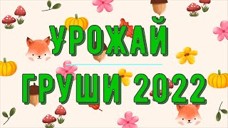 Урожай груши 2022