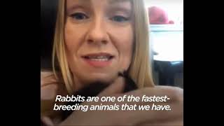 Abandoned Bunnies Dumped in Field Rescued by Woman in Las Vegas