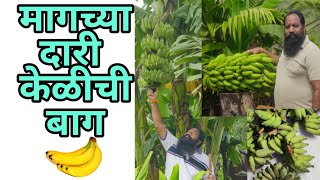 केळी बाग#harvesting #banana#bananatree #kokan #sindhudurg #kunkawan#greenery #bananas#bananafarming