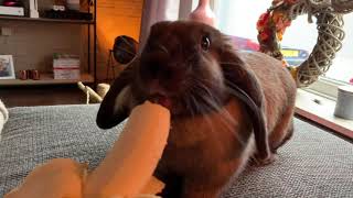 Bunny eats banana