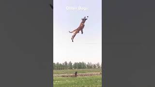 My Dog #funny #lol #funnyvideo #trending #shorts #viral #youtubeshorts #trendingshorts #comedy #lmao