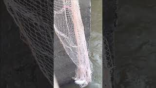 Real Life 100% Net Fishing In River At The Countryside..(Episode 98)