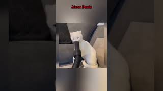 Funny Pets || Part 33 #shorts #funny