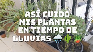 Así cuido mis plantas en tiempo de lluvias