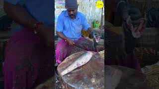 KASIMEDU SEKAR SHARK FISH CUTTING VIDEO / cutting focus #shark #bigfishcutting #bigfish