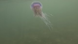 #jellyfish #silversands #underthesea #wateradventure #wildswimming #sea #ocean #oceanlife #travel