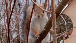 Рыженький Бельчонок 🐿❤, а также Жених🐿❤ и Запасливый Бельчонок 🐿❤